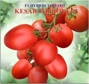 Hybrid Tomato ( Kesar Improved)